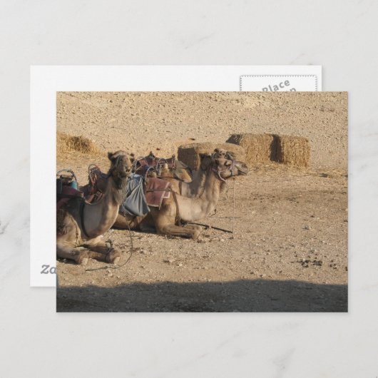 カスタマイズラクダのモデル- ポストカード (正面/裏面)