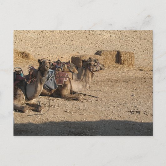 カスタマイズラクダのモデル- ポストカード (正面)