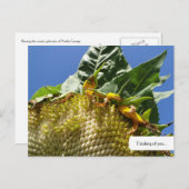 カスタマイズ可能なひまわり葉書 ポストカード (正面/裏面)