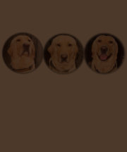 カスタマイズ可能なイエロー・ラブラドール・レトリーバー