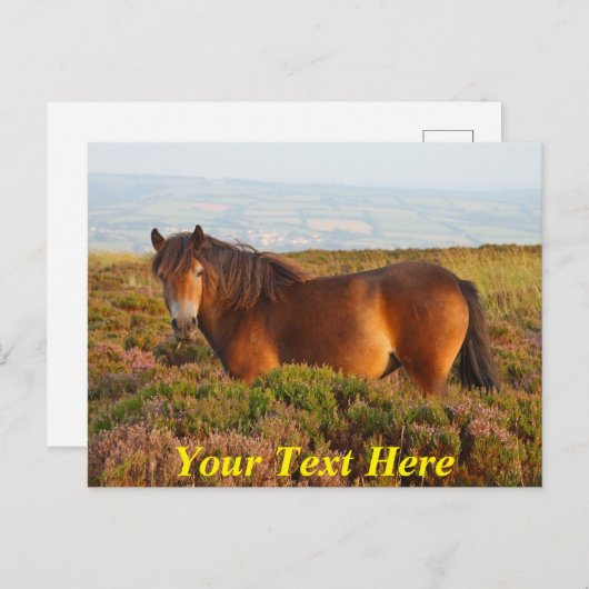 カスタマイズ可能なエクスポーターポニー、馬、サマーセット、イギリス ポストカード (正面/裏面)