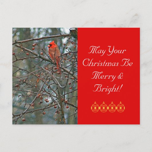 カスタマイズ可能なクリスマスポストカード/赤(鳥)ショウジョウコウカンチョウ シーズンポストカード (正面)