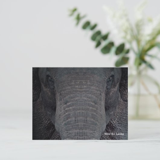 カスタマイズ可能なスリランカ象の郵便はがき ポストカード (スタンド正面)