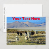 カスタマイズ可能なチリの羊のカード (正面/裏面)