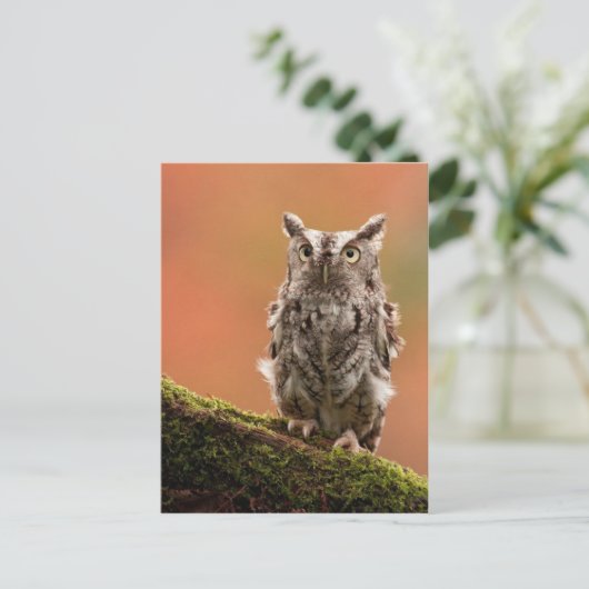カスタマイズ可能なフクロウカード、はがき、シール ポストカード (スタンド正面)
