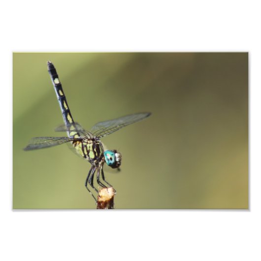 カスタマイズ可能なプリント、Dragonfly with Vortex Eyes フォトプリント (正面)