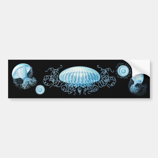 カスタマイズ可能なヘッケルクラゲ バンパーステッカー (正面)