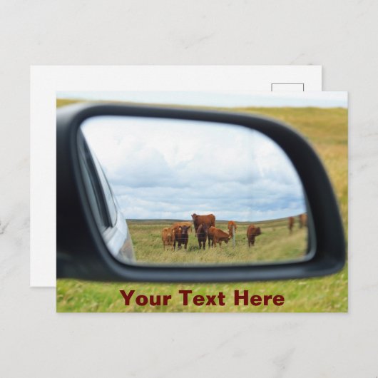 カスタマイズ可能な牛を鏡 ポストカード (正面/裏面)