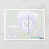 カスタマイズ可能な紫色のパンジー葉書 ポストカード (裏面)