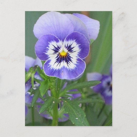 カスタマイズ可能な紫色のパンジー葉書 ポストカード (正面)