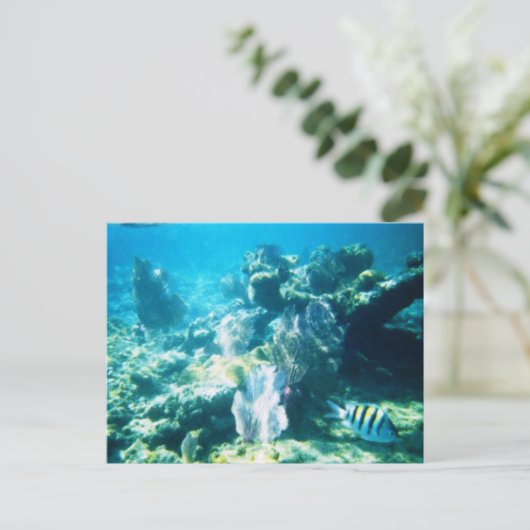 カスタマイズ可能な肋骨のマヤ礁 ポストカード (スタンド正面)