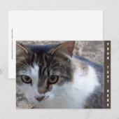 カスタマイズ可能なCat at the window Card (正面/裏面)