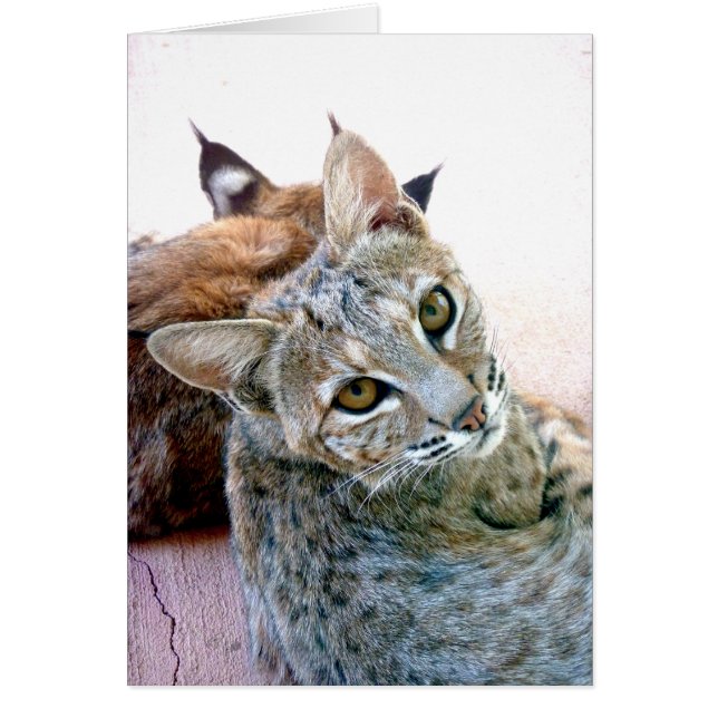 カスタマイズ可能なGazelyの凝視| (正面)