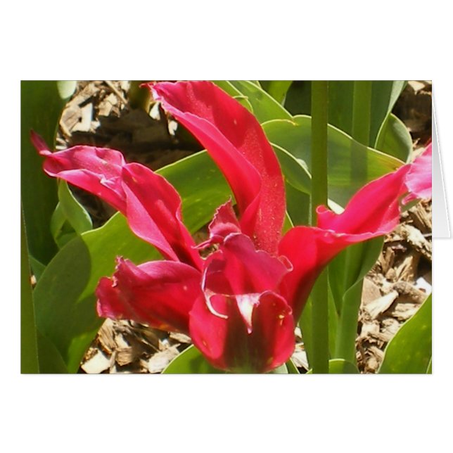 カスタマイズ赤い花- (正面横)