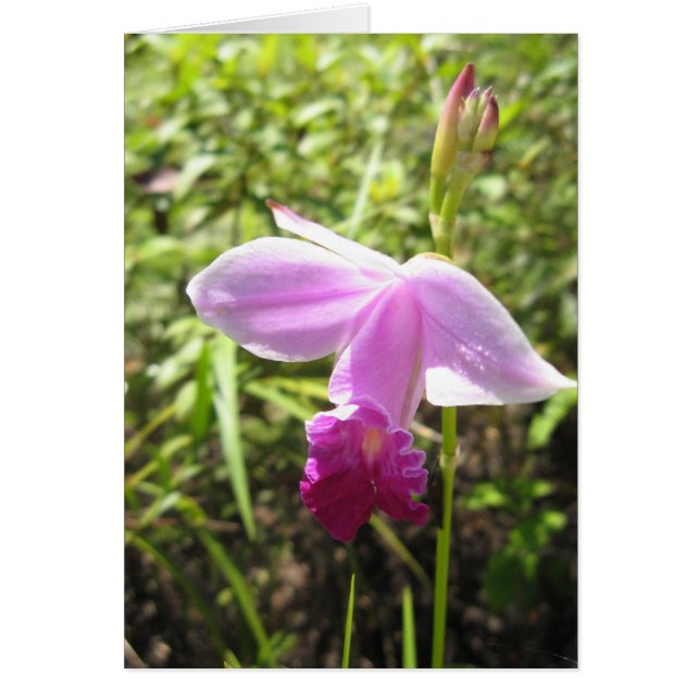 カスタマイズ野生の蘭- (正面)