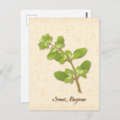 カスタマイズSweet Marjoramはがき ポストカード (正面/裏面)