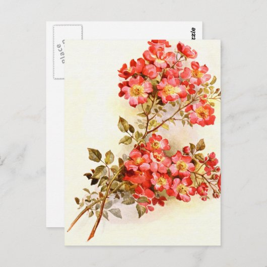 カスタムなばら色の花と分岐させて下さい ポストカード (正面/裏面)