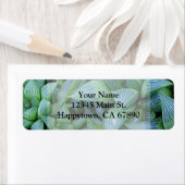 カスタムグリーンハワーシア多肉植物の住所 ラベル (インサイチュ)