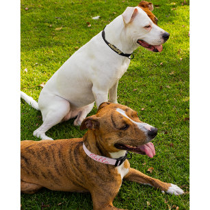 カスタムシックなピンクの白い星犬の子犬の犬の名前 ペット首輪