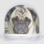 カスタムパグ犬の写真 (裏面)