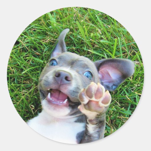 カスタムパーソナライズされた写真子犬バースデーパーティー ラウンドシール (正面)