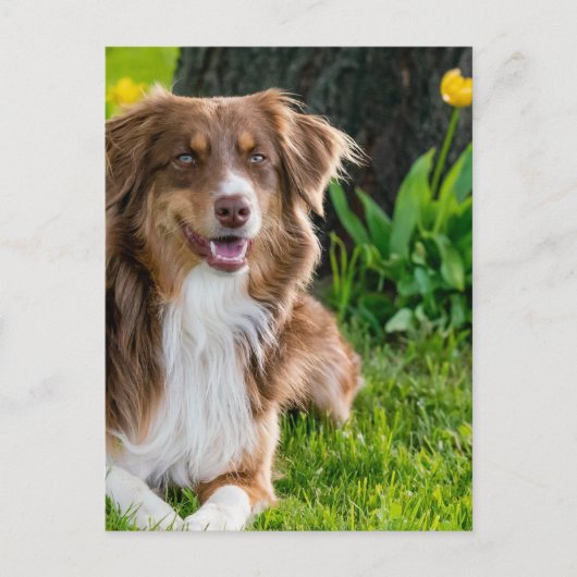 カスタムパーソナライズされた写真 ポストカード (正面)