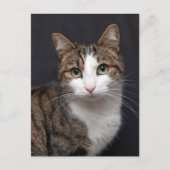 カスタムブラウンの猫の独身のペット写真 ポストカード (正面)
