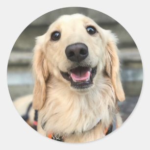 カスタムペットかわいい犬の写真 ラウンドシール