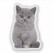 カスタムペット、猫、犬ダイカットビニール防水水 シール (正面)