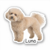 カスタム写真プードルの子犬 シール (正面)