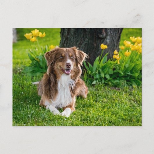 カスタム写真 ポストカード (正面)