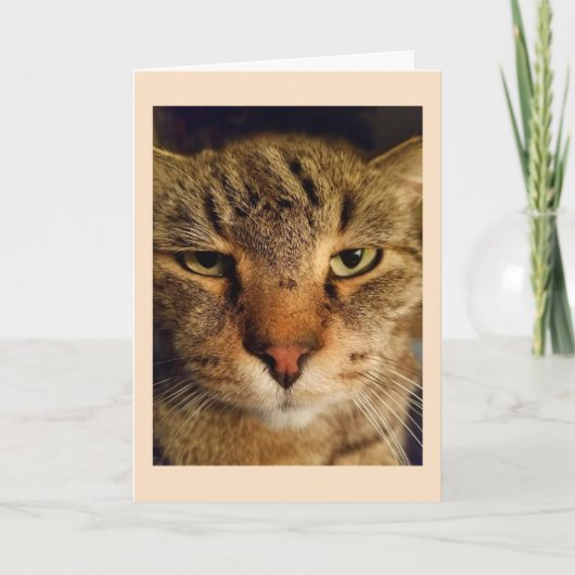 カスタム猫の写恋しく思真 カード (正面)