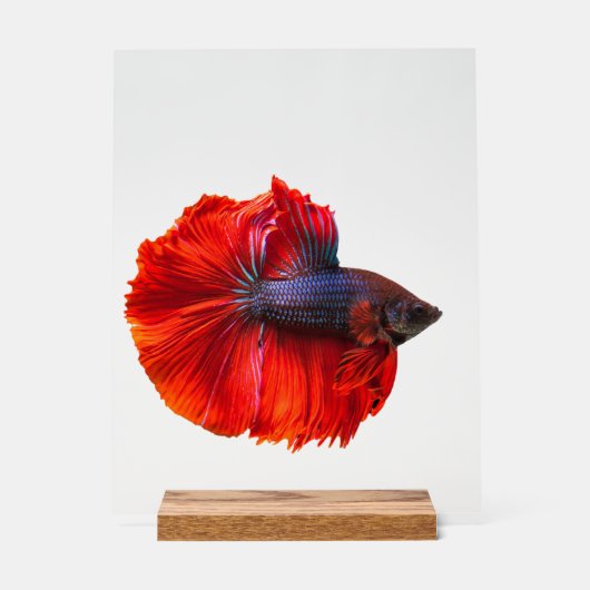 カスタム11" x 14"アクリル記号、ウッドブロック付き アクリルサイン (正面)