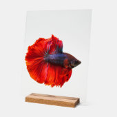 カスタム11" x 14"アクリル記号、ウッドブロック付き アクリルサイン (傾斜)