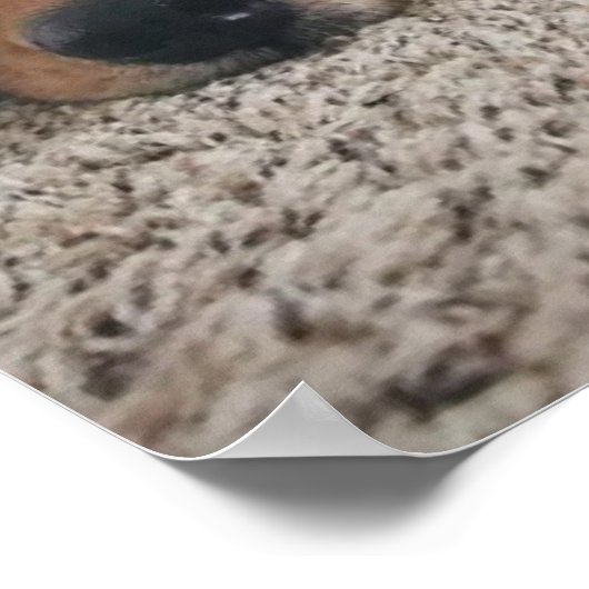 カスタム2つの研究室と猫ポスター ポスター (角)