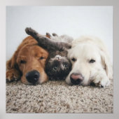 カスタム2つの研究室と猫ポスター ポスター (正面)