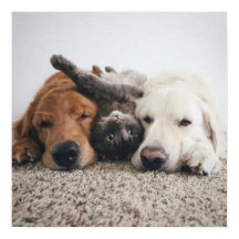 カスタム2つの研究室と猫ポスター