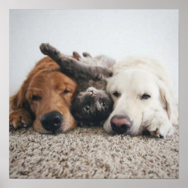 カスタム2つの研究室と猫ポスター ポスター