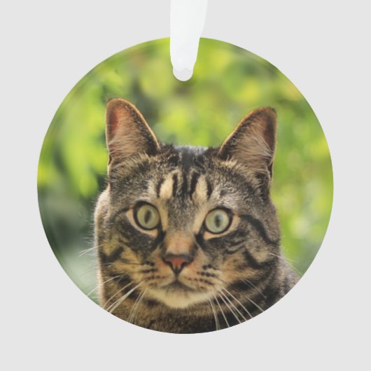 カスタム ブラウン タビー 猫 写真 オーナメント (正面)