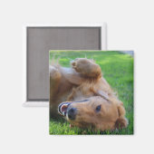 カスタムPetマグネット マグネット (正面/裏面)