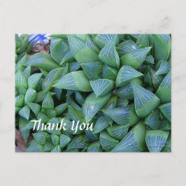カスタムThank You Haworthia Plantsはがき ポストカード