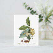 カスタードリンゴ ポストカード (スタンド正面)