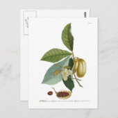 カスタードリンゴ ポストカード (正面/裏面)