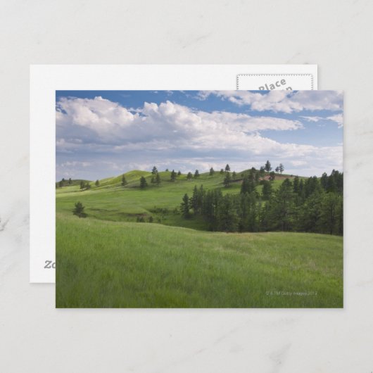 カスター州立公園の草原 ポストカード (正面/裏面)