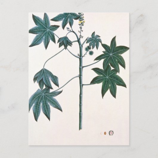 カストル油プラント, c.1801-4 ポストカード (正面)