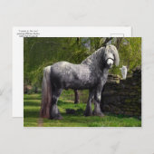 「カスピ猫たち」のはがき ポストカード (正面/裏面)