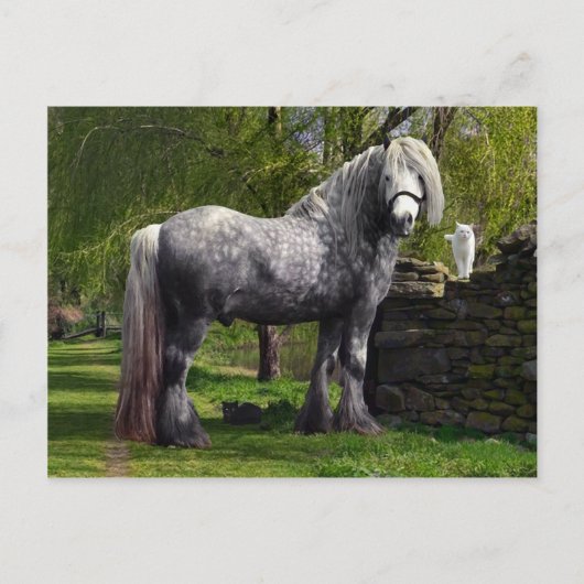 「カスピ猫たち」のはがき ポストカード (正面)