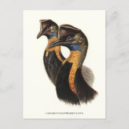 カソワリの北部、ヴィンテージ鳥 ポストカード