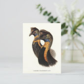 カソワリの北部、ヴィンテージ鳥 ポストカード (スタンド正面)