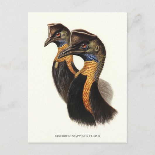 カソワリの北部、ヴィンテージ鳥 ポストカード (正面)